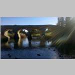 Ducks - Richmond Bridge.jpg